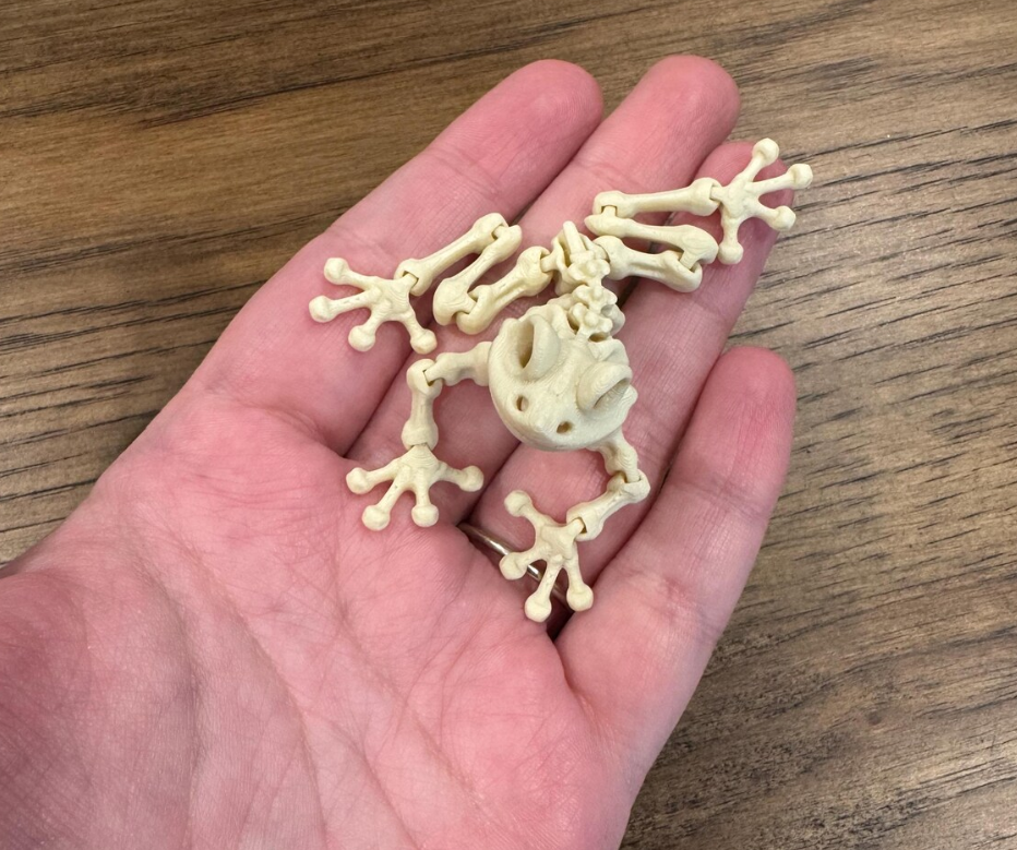 Articulating Frog Skeleton | Super Flexible and Fun