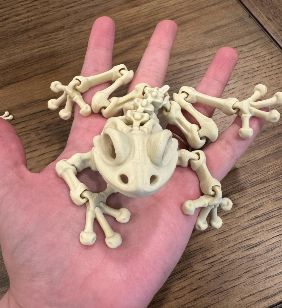 Articulating Frog Skeleton | Super Flexible and Fun